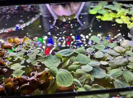 Photo of free Floating aquarium plants (Southwedge) #2