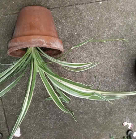 Photo of free Spider plant (islington N1) #1