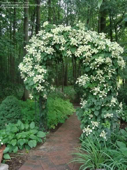 Photo of Climbing hydrangea (Jesmond NE2) #1