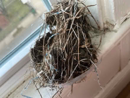 Photo of free Robin nest (Winter Hill) #1