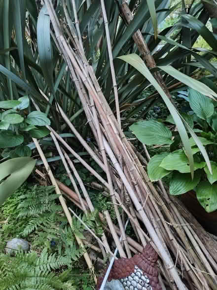Photo of free Bamboo canes and poles (Clacton-on-Sea CO15) #1