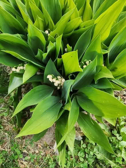 Photo of free Lily of the Valley Plants (Kennedy and Huntingwood) #1