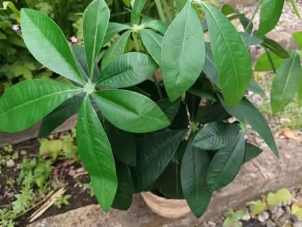 Photo of free Plastic house plant (Woodstock OX20) #2