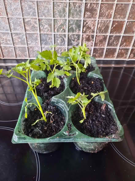Photo of free 6 tomato plants (Morden SM4) #1