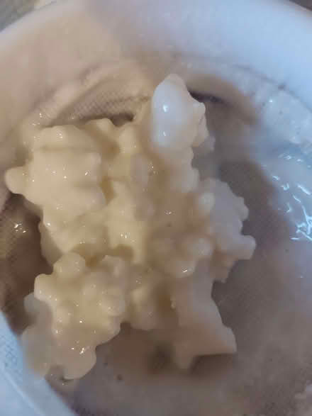 Photo of free Milk Kefir Grains (Risinghurst OX3) #1