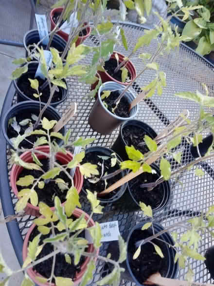 Photo of free Tomato amd cucumber plants (Horsham, near Bennetts Field) #1