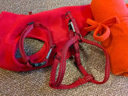 Photo of free Puppy or Tiny Dog Things (Bath BA1) #2