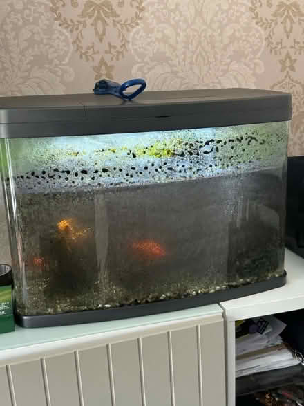 Photo of free Large Fishtank with 3 gold fish (Tower Hamlets E3 Bow Church) #1