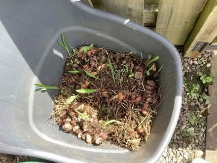 Photo of free Crocosmia tubers (Montrose DD10) #2