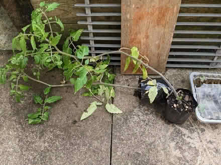 Photo of free Tomato Plants (Fetcham) #1