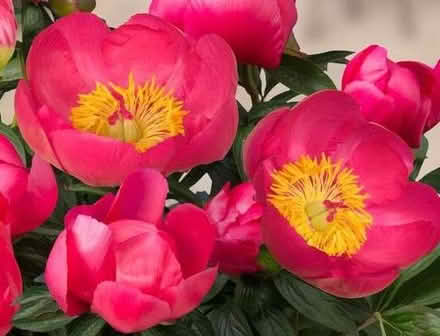 Photo of free Peony (Browns Hill GL6) #2