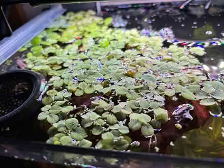Photo of free Floating aquarium plants (Southwedge) #3