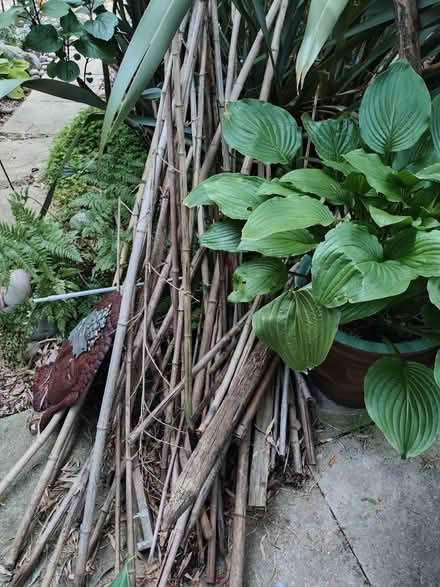 Photo of free Bamboo canes and poles (Clacton-on-Sea CO15) #4