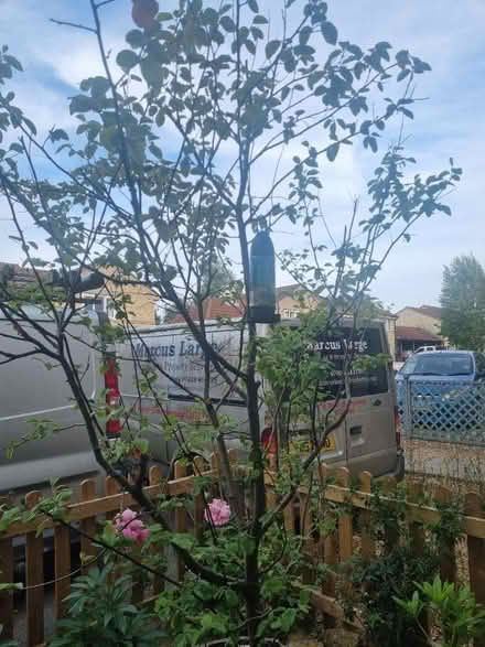 Photo of free Quince fruit tree (Bath BA2) #1