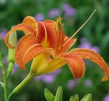 Photo of free Day Lily (Hemorocallis) (Browns Hill GL6) #2