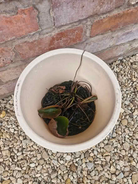 Photo of free White water lily , pondweed (Norton) #1