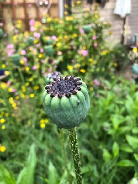 Photo of free Large poppy seedheeds (Sprowston NR7) #1