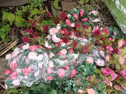 Photo of free Various Assorted Plastic Plants Joblot Bundle (Woodstock OX20) #2