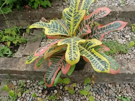 Photo of free Red/Yellow/Green Plastic House Plant (Woodstock OX20) #1