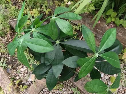 Photo of free Plastic house plant (Woodstock OX20) #3