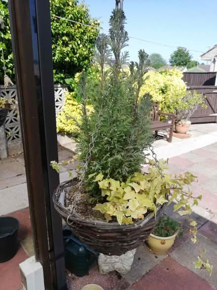 Photo of free 8 Hanging Baskets (BS30) #2