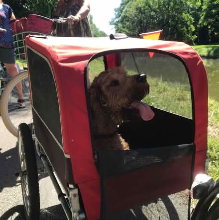 Photo of free Bike trailer for dog (West Hill TN34) #2
