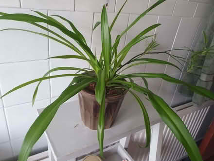 Photo of free Spider plant babies (Tottenham N18) #1