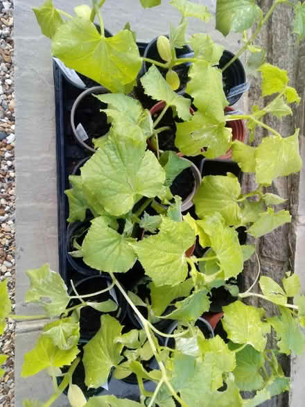 Photo of free Tomato amd cucumber plants (Horsham, near Bennetts Field) #2