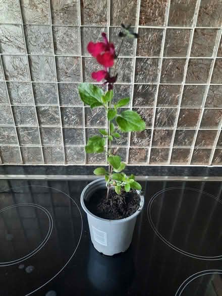 Photo of free Red Salvia or Cherry Lips cutting (Morden SM4) #3
