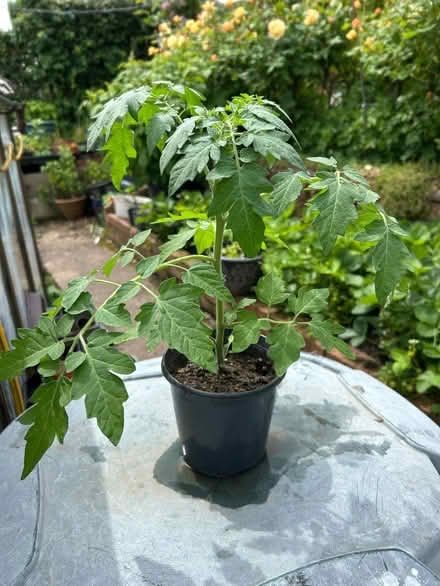 Photo of free Bush Tomato plant (Greaves LA1) #1