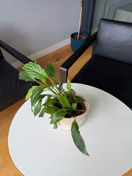Photo of free Plants (Southwalk SE1) #4
