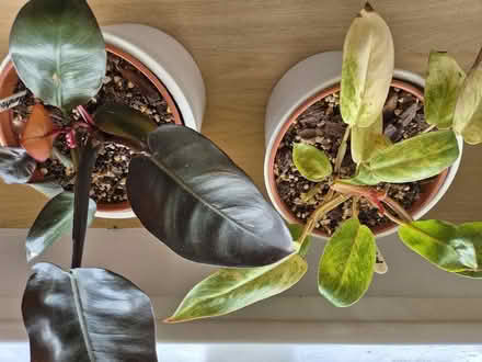 Photo of free Indoor plants (Tytherington SK10) #1