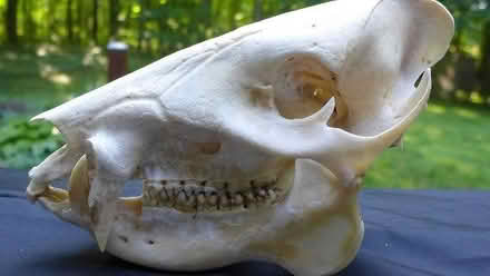 Photo of Bones, skulls etc (Brightwell-cum-Sotwell OX10) #1