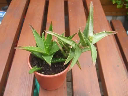 Photo of free Aloe vera plant (Stretford M32) #1