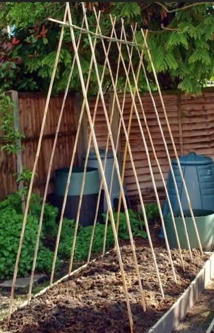 Photo of Bamboo canes (Chingford E4) #1
