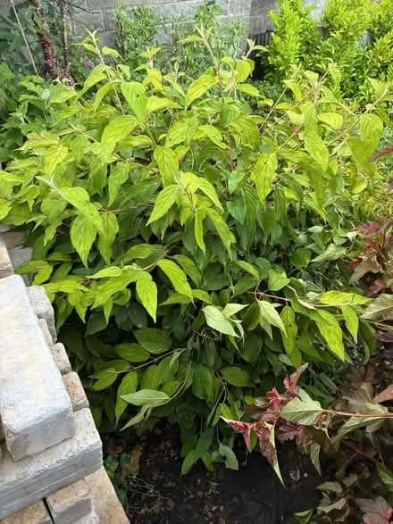 Photo of free Multiple mature shrubs and a tree (Inchbrook GL6) #4
