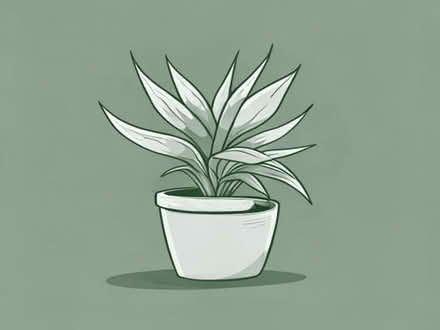 Photo of Spider plant baby (Wavendon Gate MK7) #1