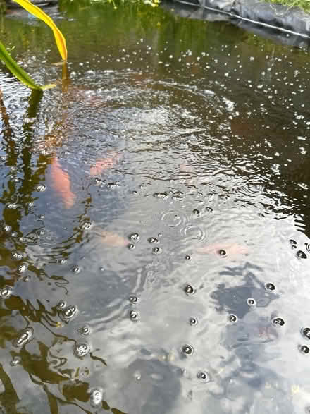 Photo of free around 30 pond fish to give away (Horsforth LS18) #1