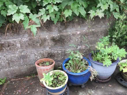 Photo of free Garden pots again (Oswestry SY11) #1