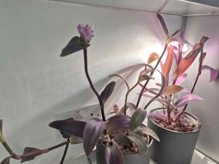 Photo of free Indoor plants (Tytherington SK10) #2