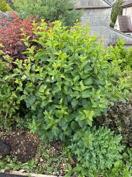 Photo of free Multiple mature shrubs and a tree (Inchbrook GL6) #1