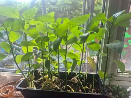 Photo of free Bell pepper plants (Southport PR9) #1