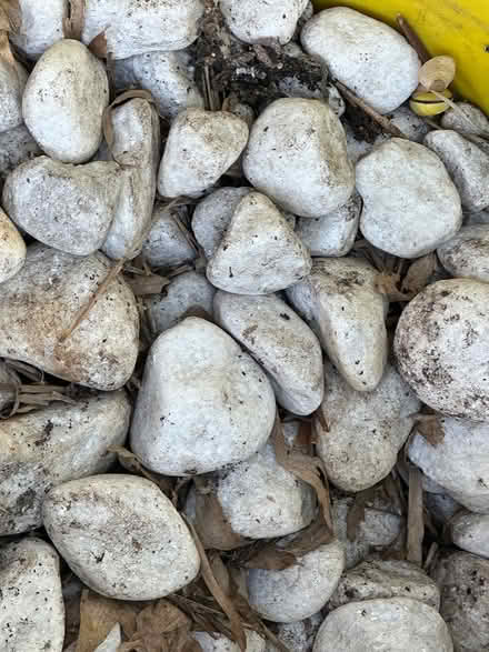 Photo of free White pebbles (Hesketh Bank PR4) #2