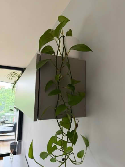 Photo of free Plants (Southwalk SE1) #1
