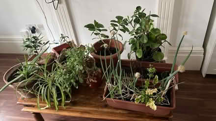 Photo of free Various Plants (WC1X) #1