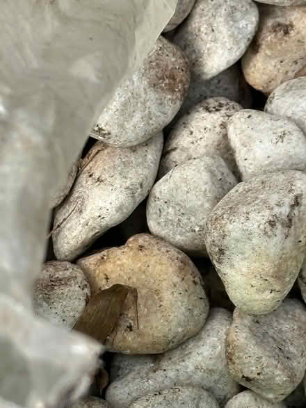 Photo of free White pebbles (Hesketh Bank PR4) #1