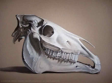 Photo of Animal bones, curiosities etc (Brightwell-cum-Sotwell OX10) #1