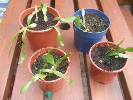 Photo of free Christmas cactus cuttings (Stretford M32) #1