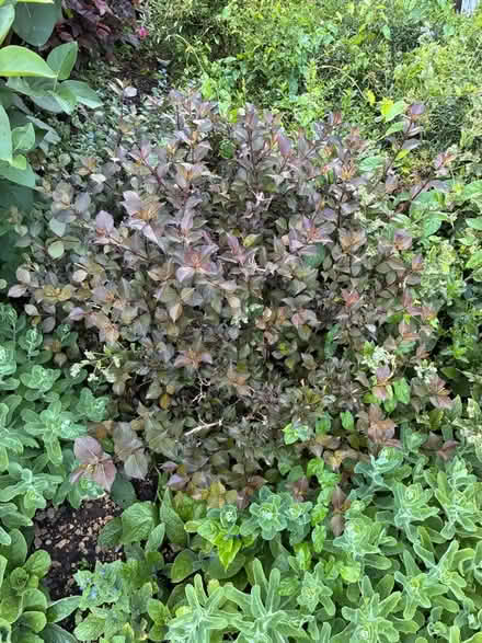 Photo of free Multiple mature shrubs and a tree (Inchbrook GL6) #3