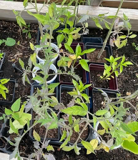 Photo of free Plant starts (S. Boulder) #1